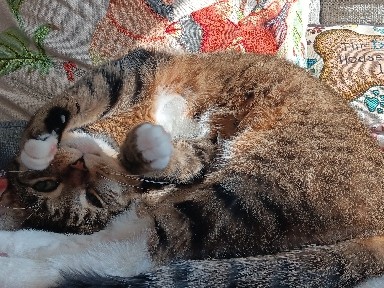 American Shorthair – URGENT URGENT!!!! Loving Home for My Two Cats – Mantua