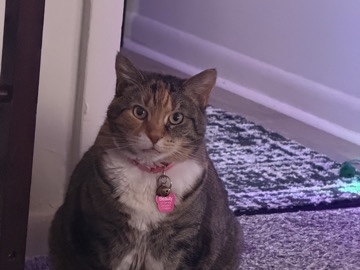American Shorthair – two cats brother and sister – Royal Oak
