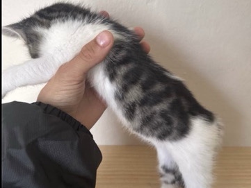 Bengal – sushi looking to be rehome – Mountain View