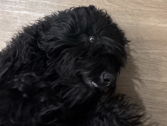 Poodle – black Golden doodle – Seattle