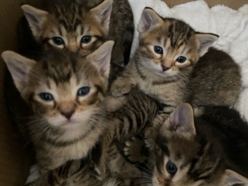 Russian White, Black and Tabby – My grandchildren need good homes – Omaha