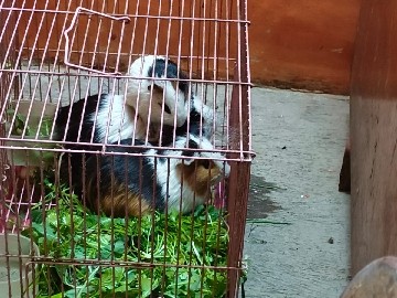 Guinea Pig - Guinea pigs available for adoption in Delhi