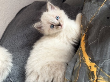 Hauskatze – Chemnitz