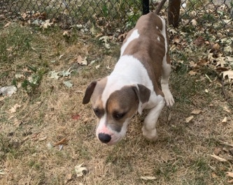 Bulldog – Bella (Bully/unknown)