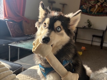 Pomsky – Pomsky – Columbus
