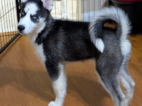 Siberian Husky - husky puppy available for adoption in Washington