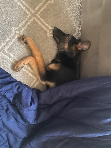 German Shepherd – Full breed German Shepard