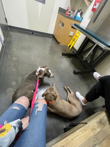 American Pit Bull Terrier – Rehoming My Dogs