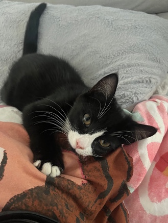 American Shorthair – Adorable tuxedo kitten