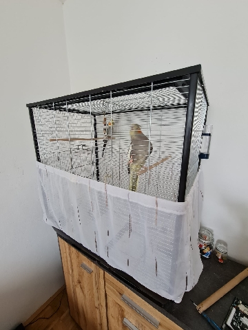Cage and parrots