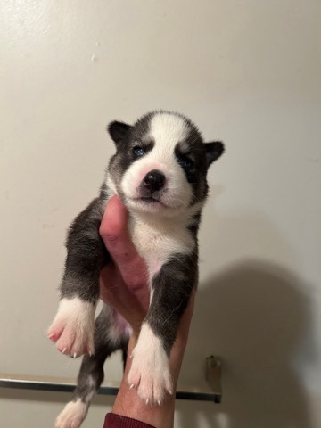 Siberian Husky – Peaches litter