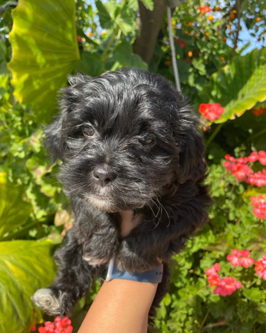 Shih Tzu – Shihtzu