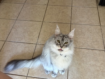 Maine Coon – Cat – Killeen