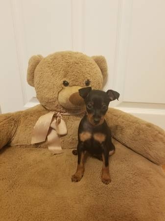 Miniature pinscher puppy