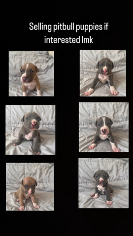 American Pit Bull Terrier – selling pitbull puppies
