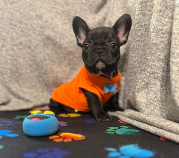 French Bulldog – Frenchie Black/Boy