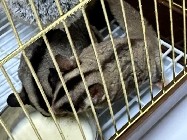 Sugar Glider – Bonded Pair of Sugar Gliders – 1 Year Old
