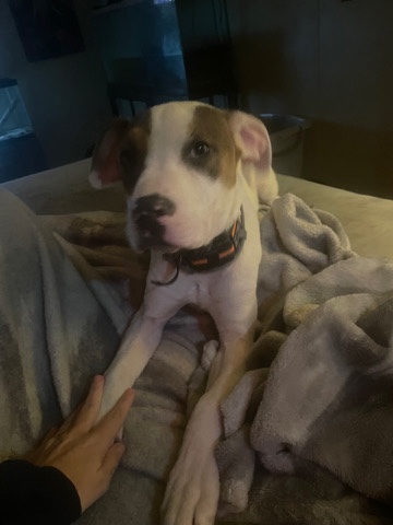 American Pit Bull Terrier – daisy