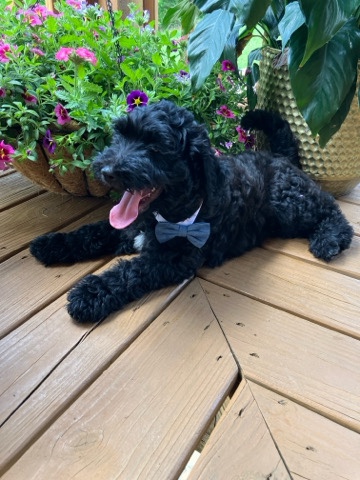 F1B Standard Aussiedoodle