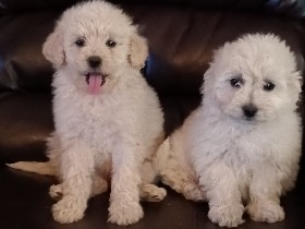 Maltipoo – beautiful Maltipoo puppies – Hesperia