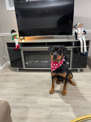 Rottweiler – Rottweiler