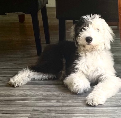Old English Sheepdog