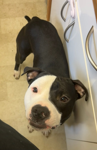 Staffordshire Bull Terrier – Lovely Buzz