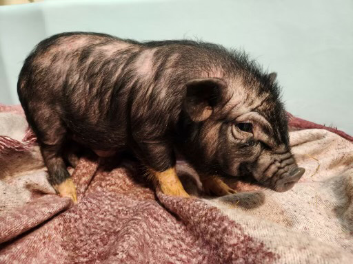 Any – Mini pigs