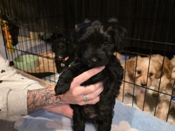 Mixed Breed – Cockapoo terrier puppies – Alton