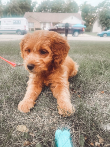 Golden Retriever – mini goldendoodle