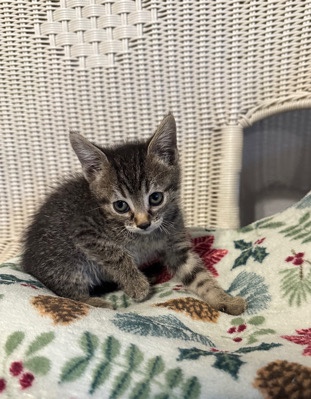 American Shorthair – Mom and Kittens Looking for home