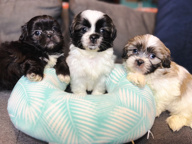 Shih Tzu – Ckc registered pure bread pups