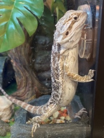 Any – bearded dragon