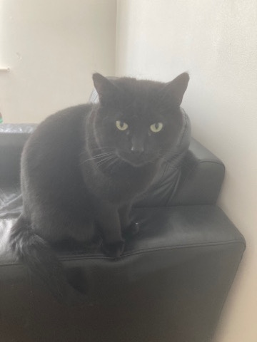 British Shorthair – Tom