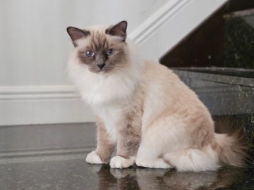 Birman – beautiful 9 year old female cat – Boca Raton