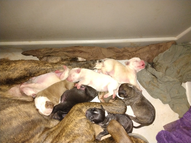 American Staffordshire Terrier – pitbull puppy's