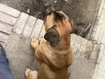 Mastiff – Chief Needs a Loving Forever Home 🐾 – Lawrenceville