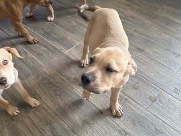 Bulldog – bully mixed pups for sale – Ellenwood