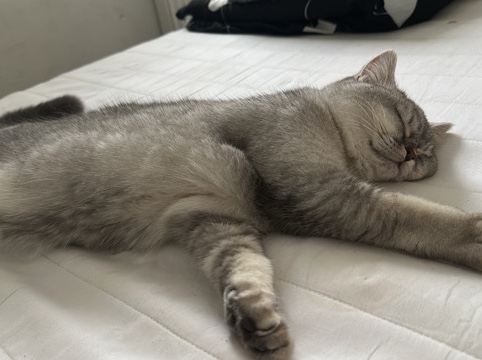 British Shorthair – Katzen – Hannover