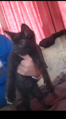 8 weeks old kittens