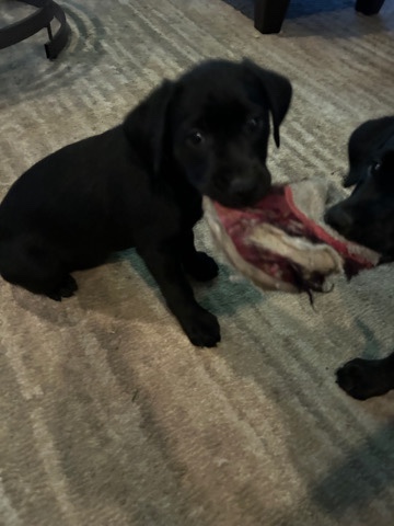 Labrador Retriever – black lab pups