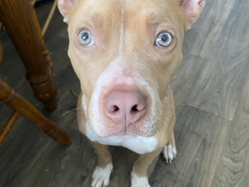 American Pit Bull Terrier – Shelby needs a home & a loving family!