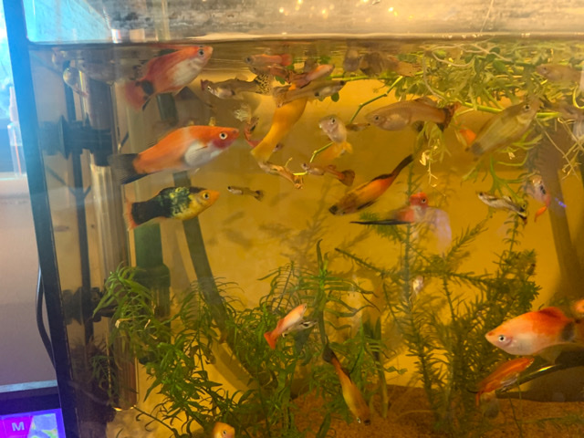 Platies – platies
