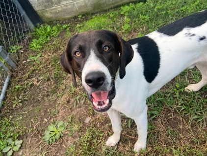 mixed breed Labrador/ German short hair for sale! – Petersburg