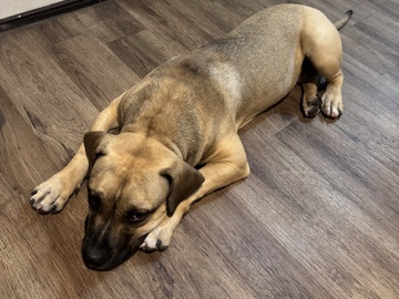 Perro de Presa Canario – Spike – Tampa