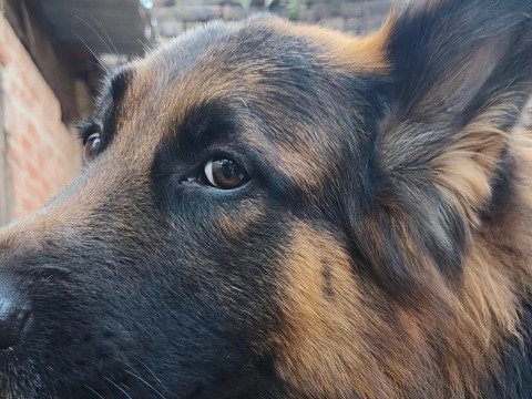 German Shepherd - German Shepherd Dog sell available for adoption in Mumbai