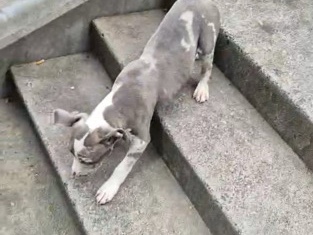 American Pit Bull Terrier – pitbull puppy – Portland