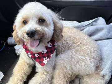 Doodle – mini golden doodle – West Palm Beach