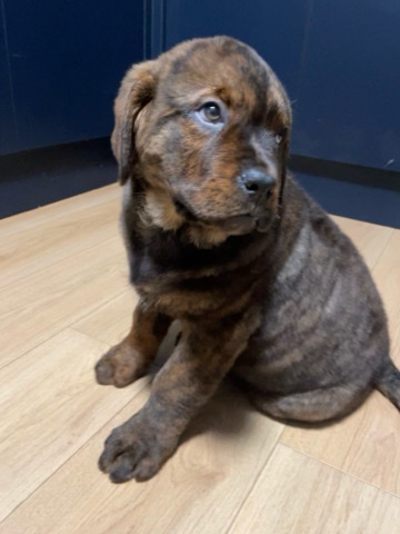 Beautiful Mastweiler Puppy