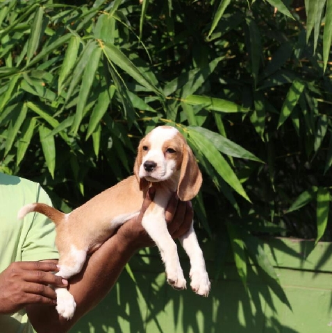 Beagle – Sarge